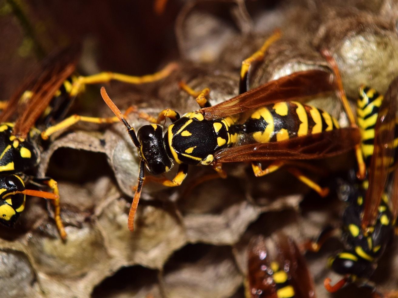14 Personen wurden von den Insekten gestochen. 14 Personen wurden von den Insekten gestochen.