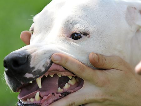 Dogo Argentino gilt als Kampfhund (Featurefoto)