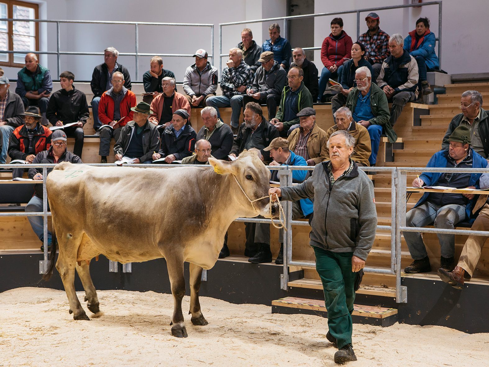 Eindruck von der größten Viehversteigerung in Vorarlberg Eindruck von der größten Viehversteigerung in Vorarlberg