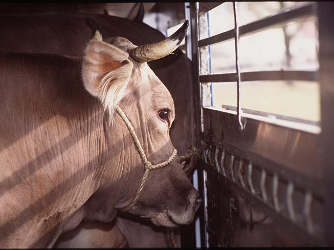 Die Amtstierärzte drohten damit, die Tiertransporte nicht abzunehmen.
