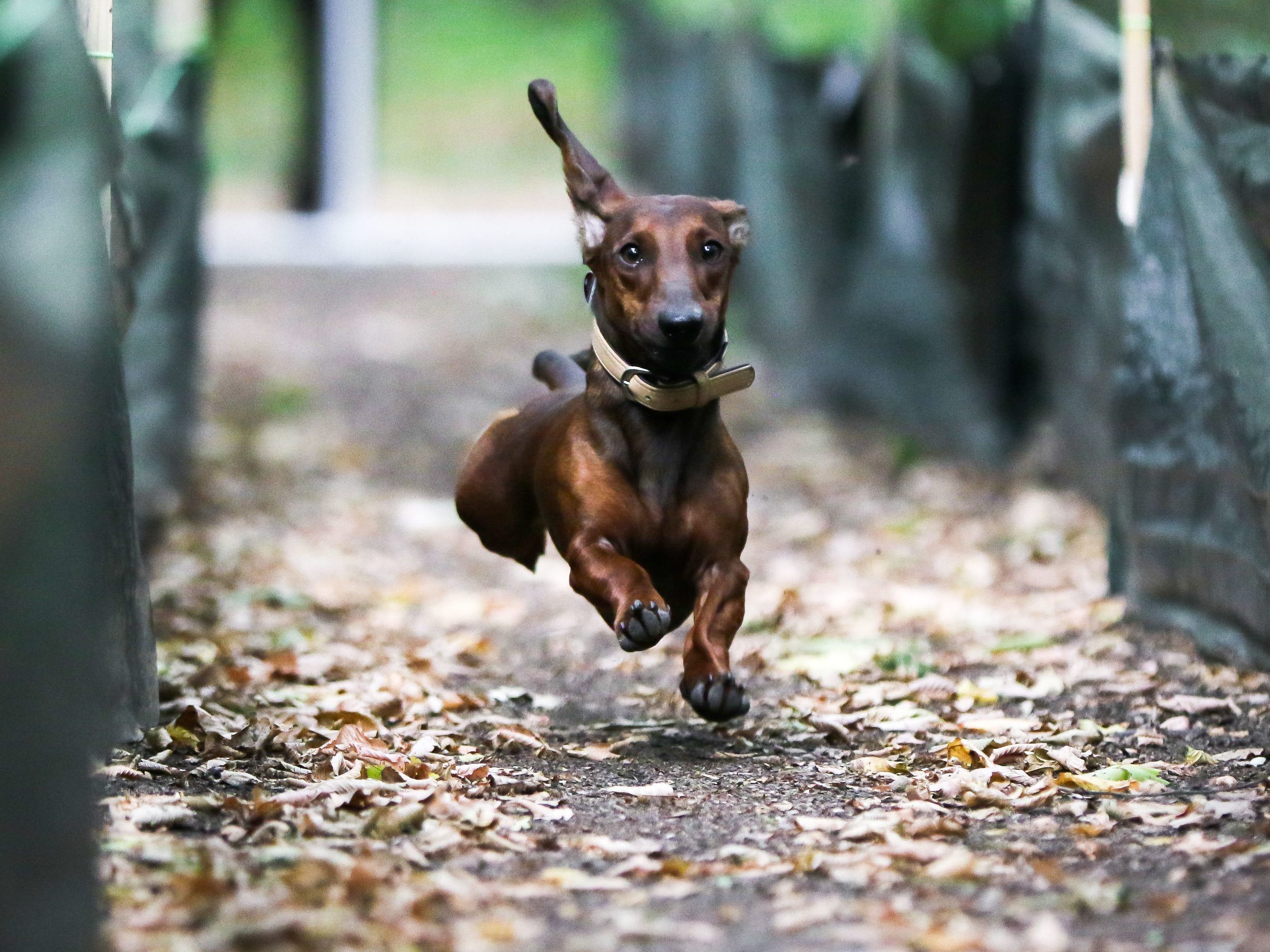 Der Dackel biss das Zweijährige Mädchen ins Gesicht.