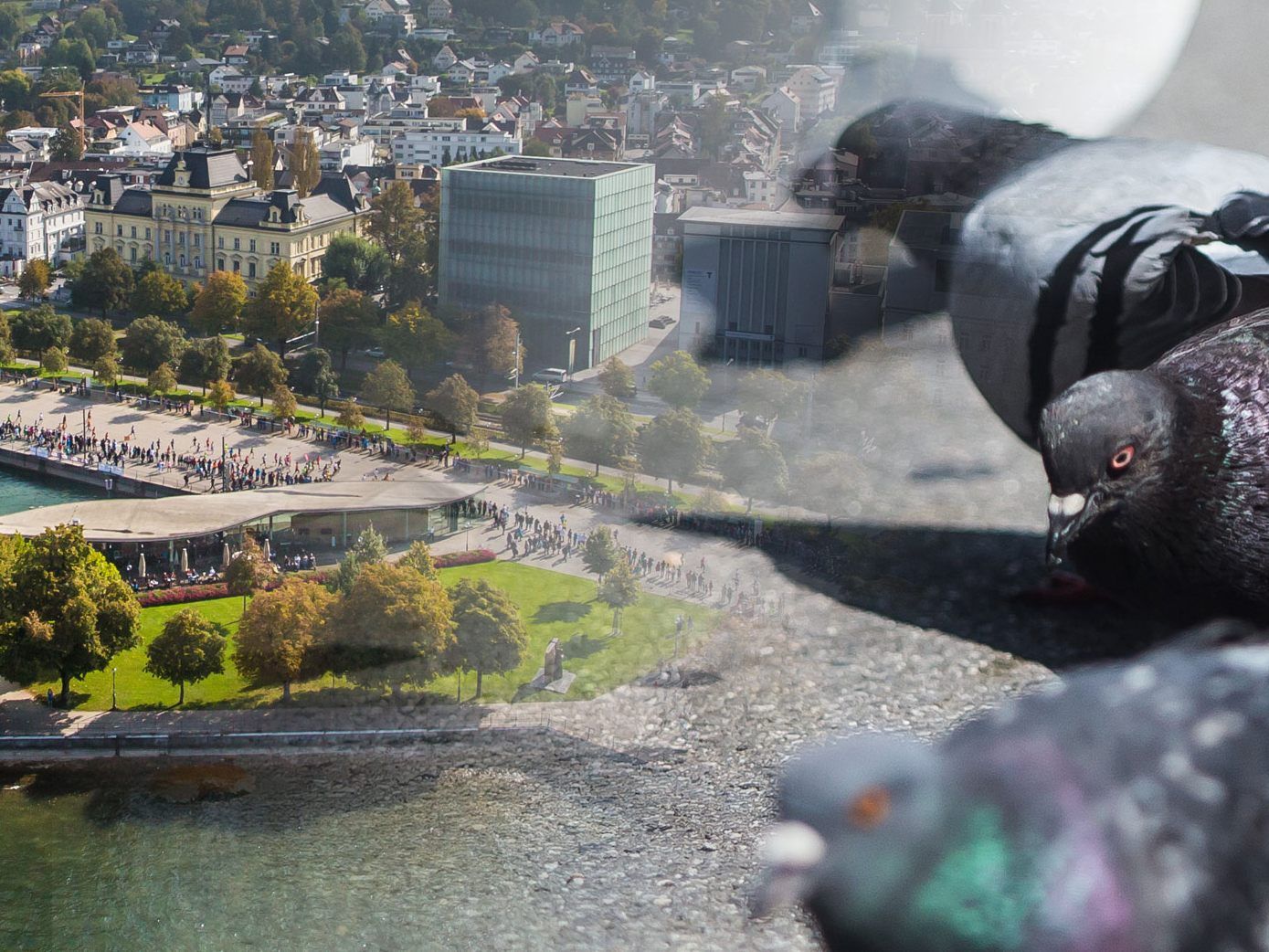 Bregenz führt damit ein Fütterungsverbot für Tauben ein, ähnlich allen größeren Städten in Österreich.