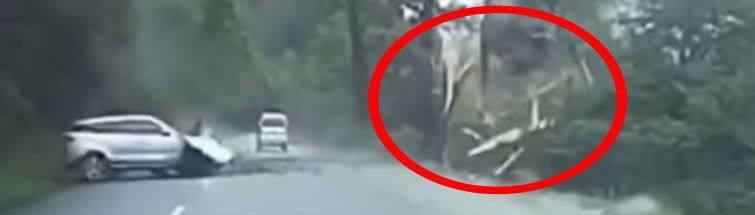 Von dem Baum blieben nur Zahnstocher. Bild: Screenshot Video Von dem Baum blieben nur Zahnstocher. Bild: Screenshot Video