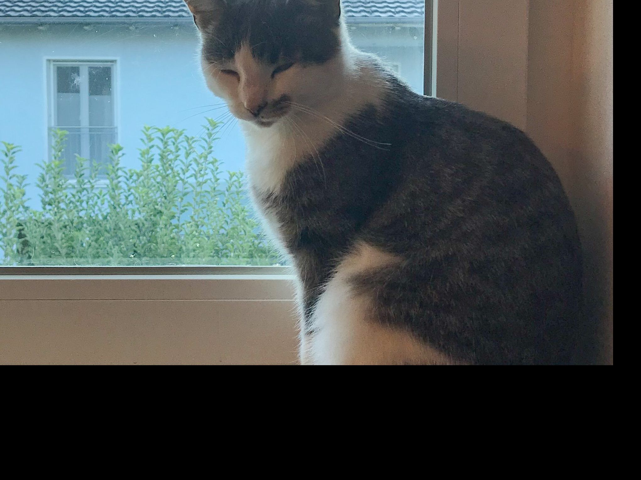 Kaija