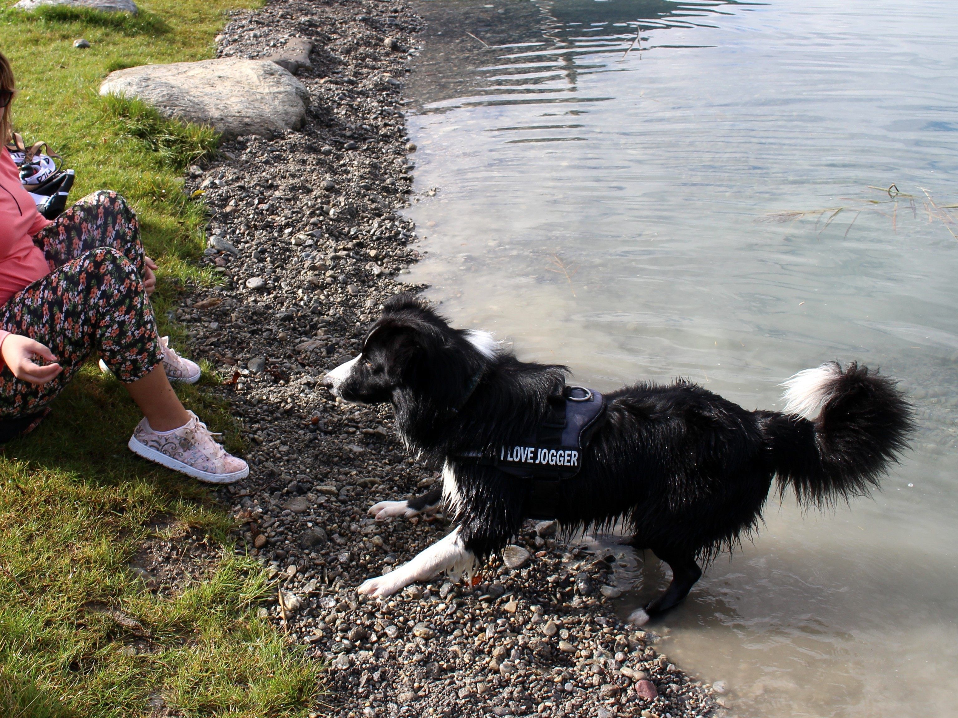 Bei herrlichem Wetter bot der Hundebadetag viel Spaß. Bei herrlichem Wetter bot der Hundebadetag viel Spaß.