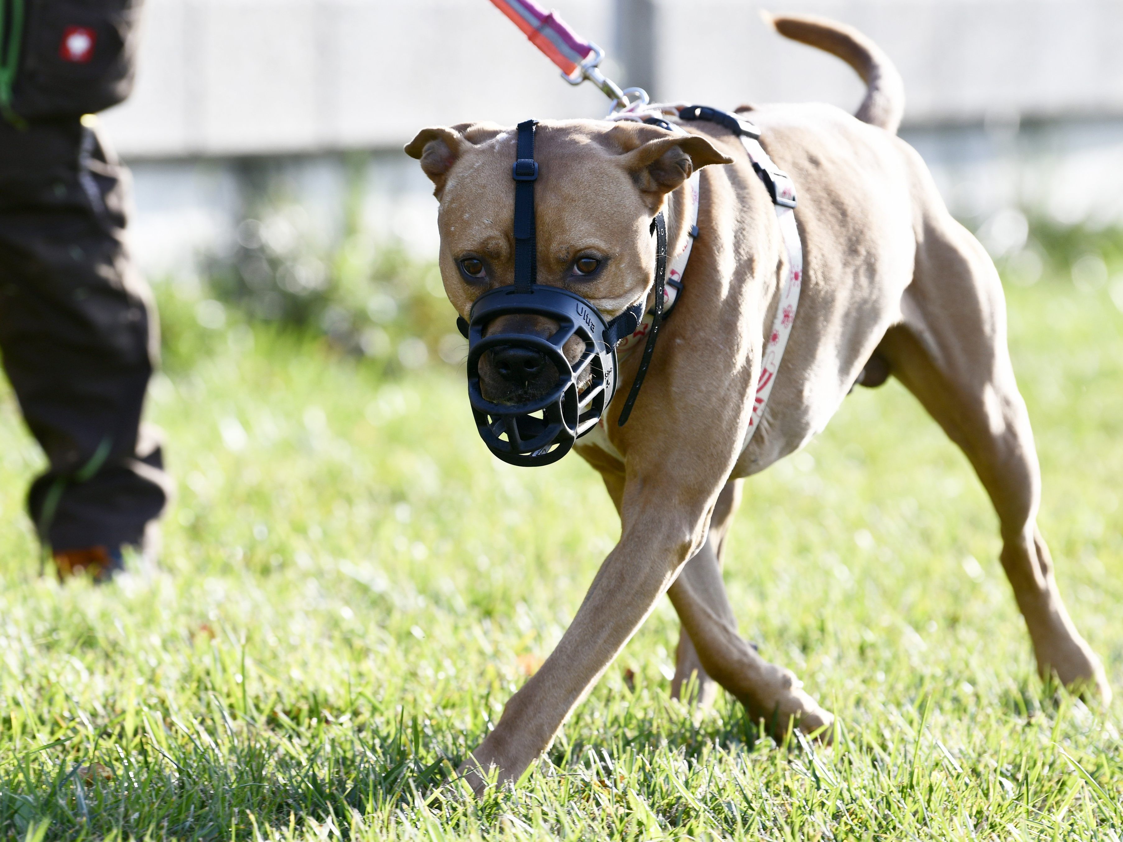 Nach Wien sind nun auch in Tirol strengere Regelungen für Hundehalter geplant. Nach Wien sind nun auch in Tirol strengere Regelungen für Hundehalter geplant.