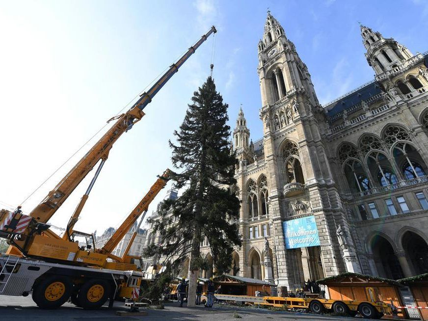 Christbaum in Wien.