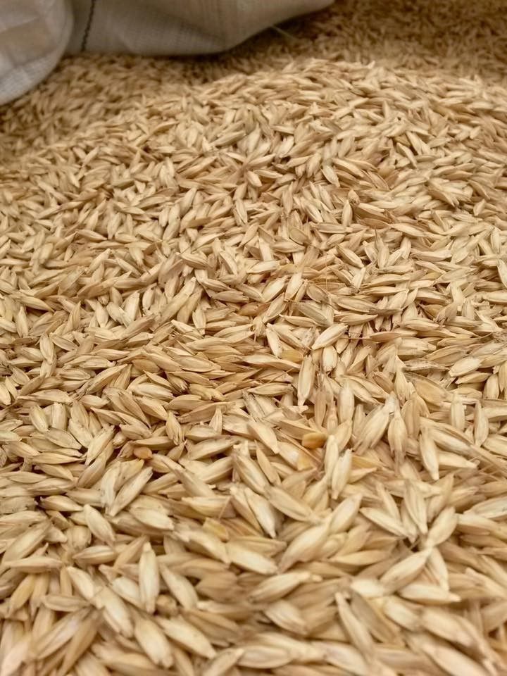 Das Einkorn ist eine der ältesten Getreidearten. Das Einkorn ist eine der ältesten Getreidearten.