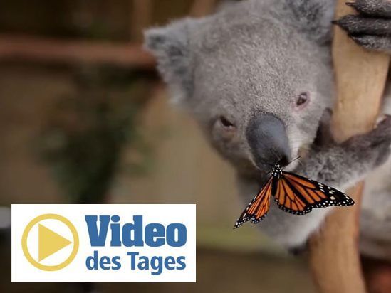 Neue beste Freunde: Koala und Schmetterling.