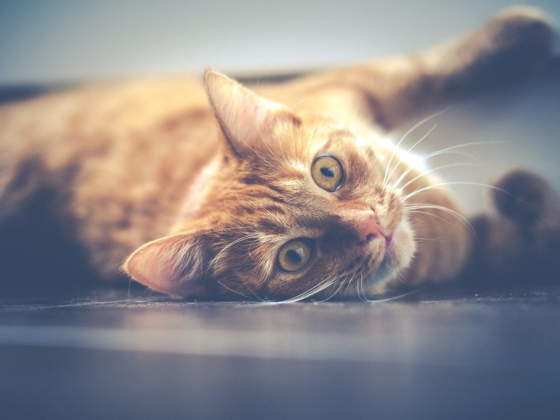 Kündtig keine Hunde und Katzen in Zoofachgeschäften. Kündtig keine Hunde und Katzen in Zoofachgeschäften.