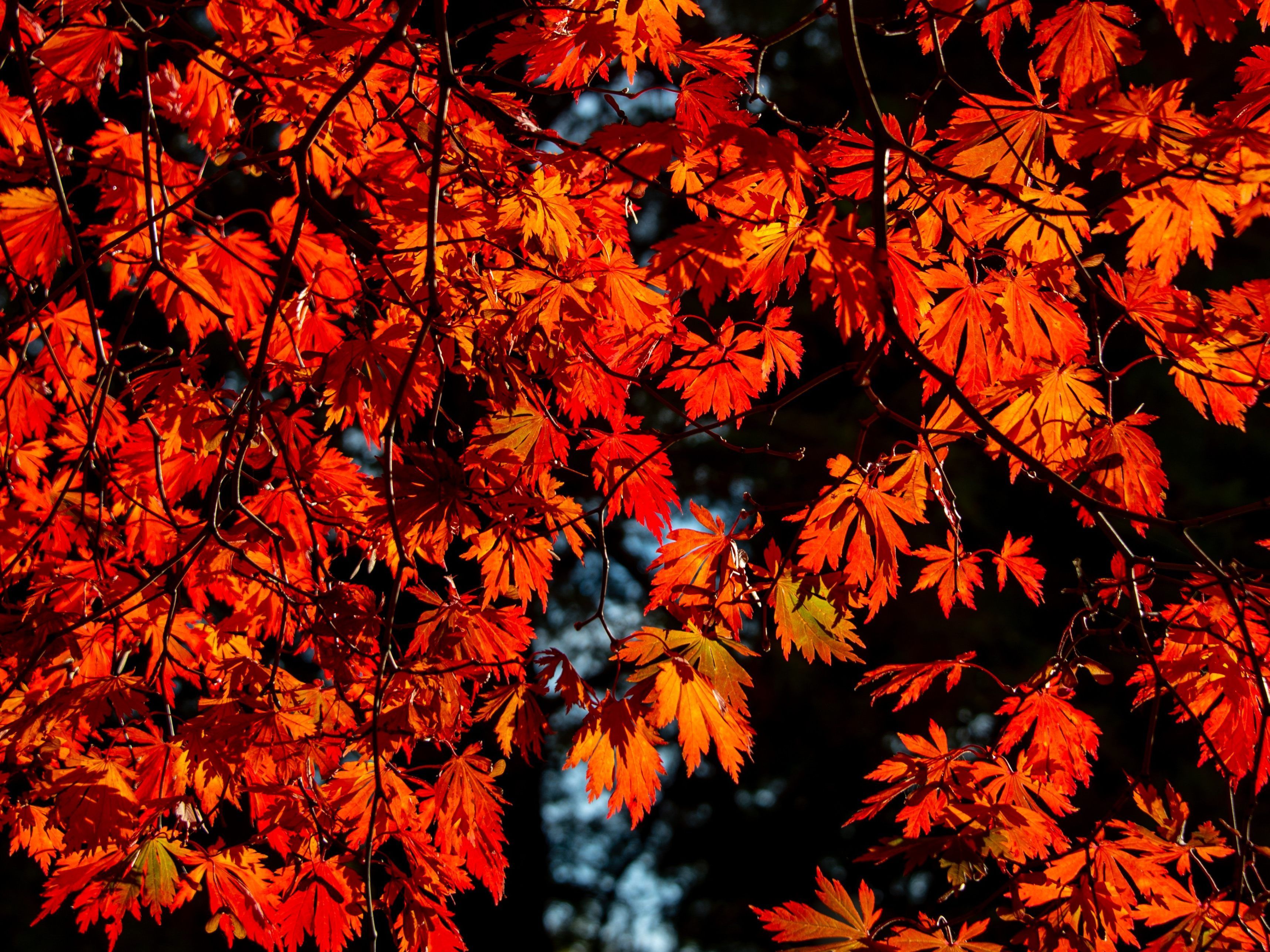 Der Herbst ist dank des Föhns rekordverdächtig warm. Der Herbst ist dank des Föhns rekordverdächtig warm.
