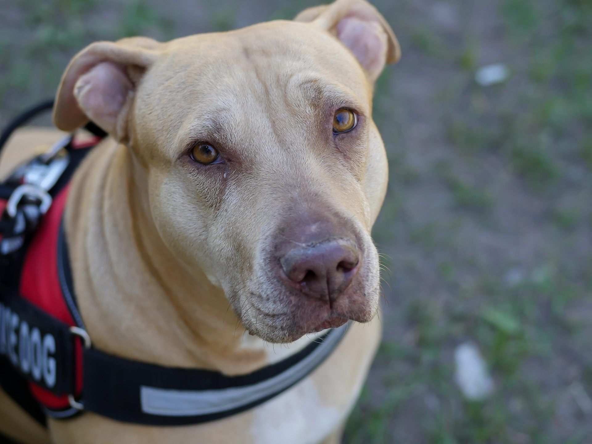 Hundehalter auf ganz Österreich wehren sich gegen die Verschärfung des Tierhaltegesetzes.