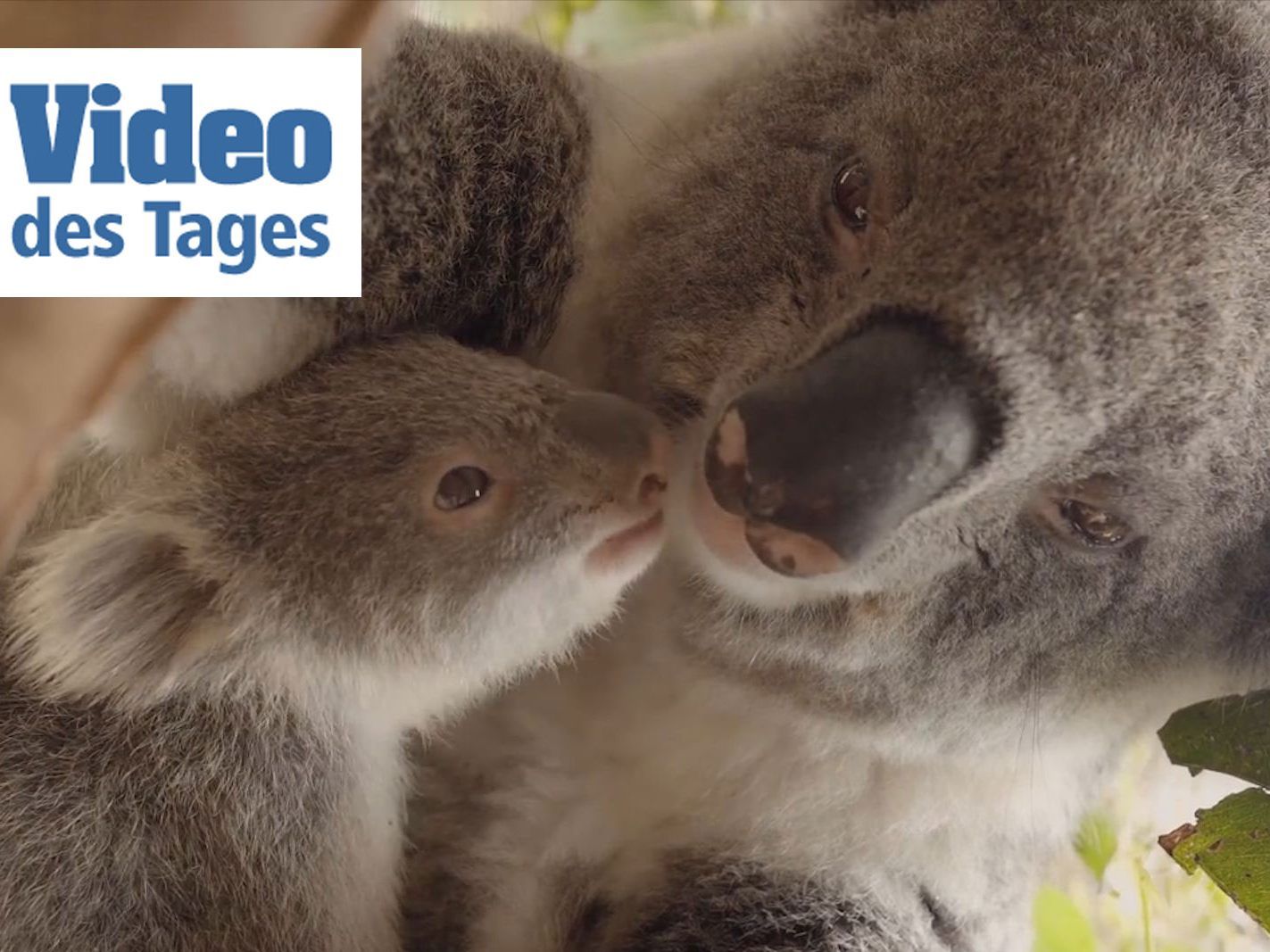Koalas fühlen sich sichtlich wohl