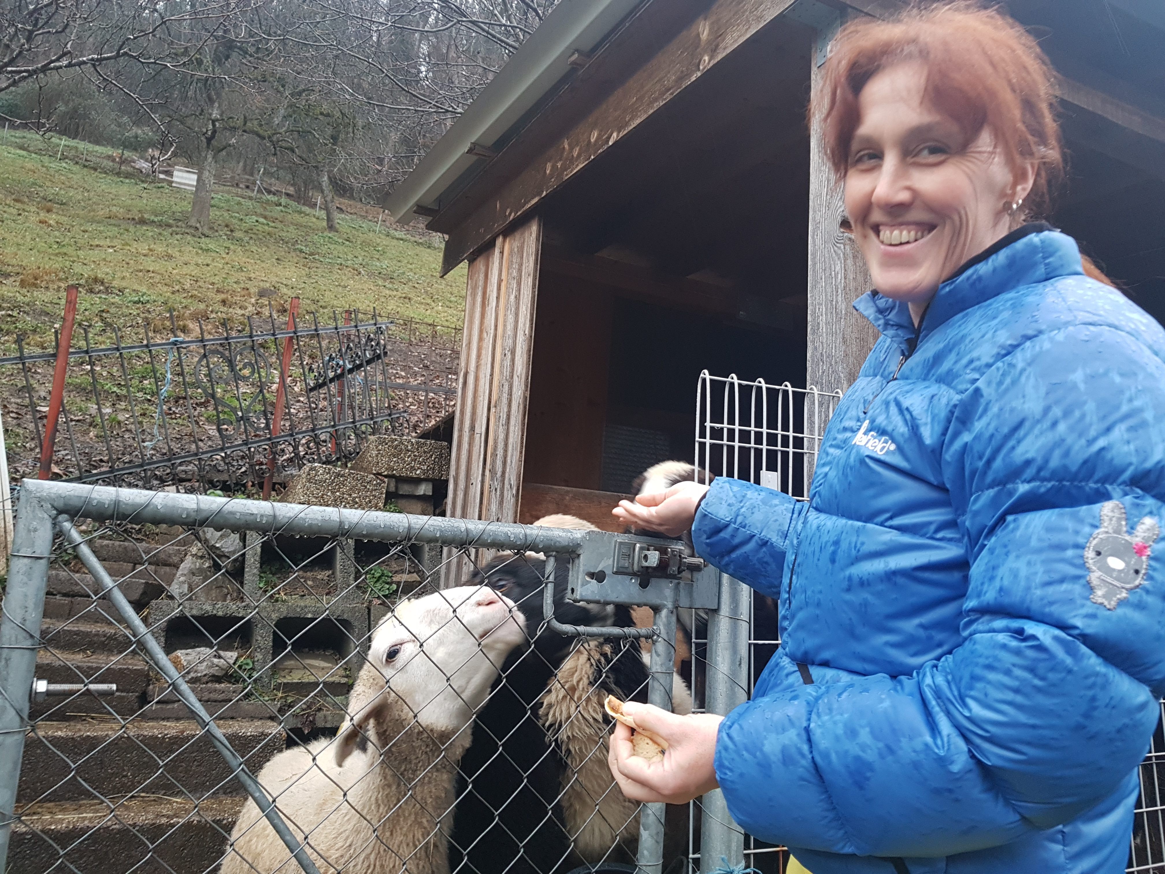Sonja Schwendinger bringt ihren Montafoner Steinschafen feines Weihnachtsbrot.