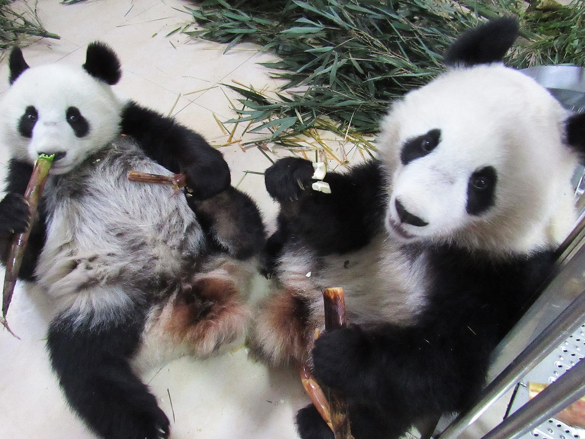 Die neue Pflegerin übernimmt in China schrittweise die Betreuung der Pandas.