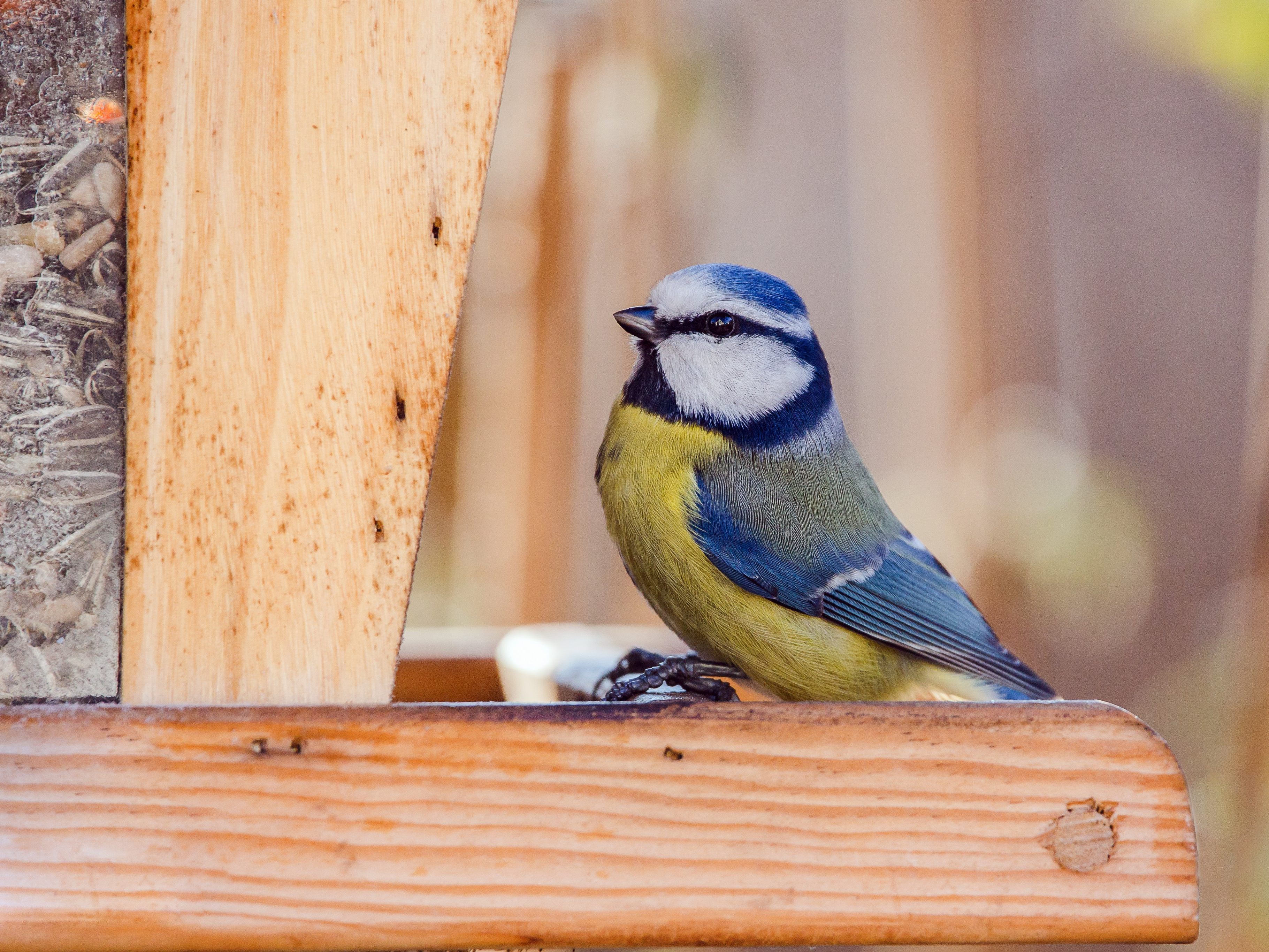 Einer der Wintervögel ist unter anderem die Blaumeise.