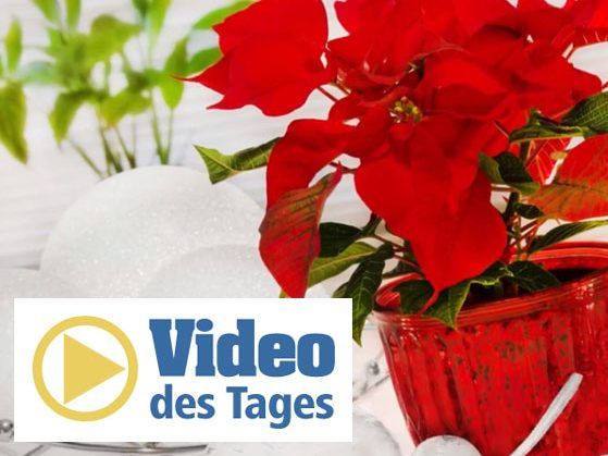Der Weihnachtsstern ist nicht die einzige giftige Weihnachtspflanze.