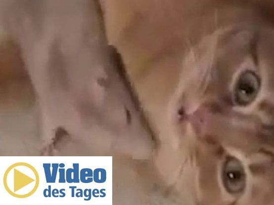 BFFs - Diese Katze und diese Ratte sind tierisch gut Kumpels.