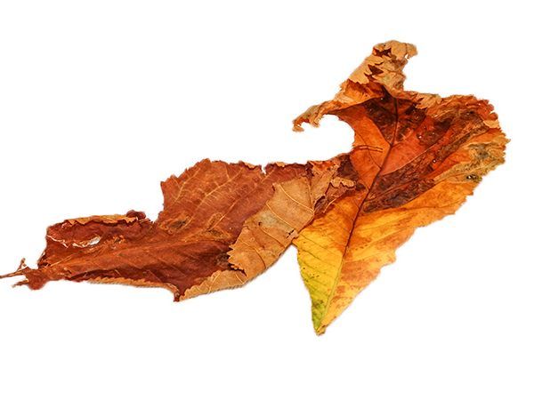 Männer im Herbst Männer im Herbst