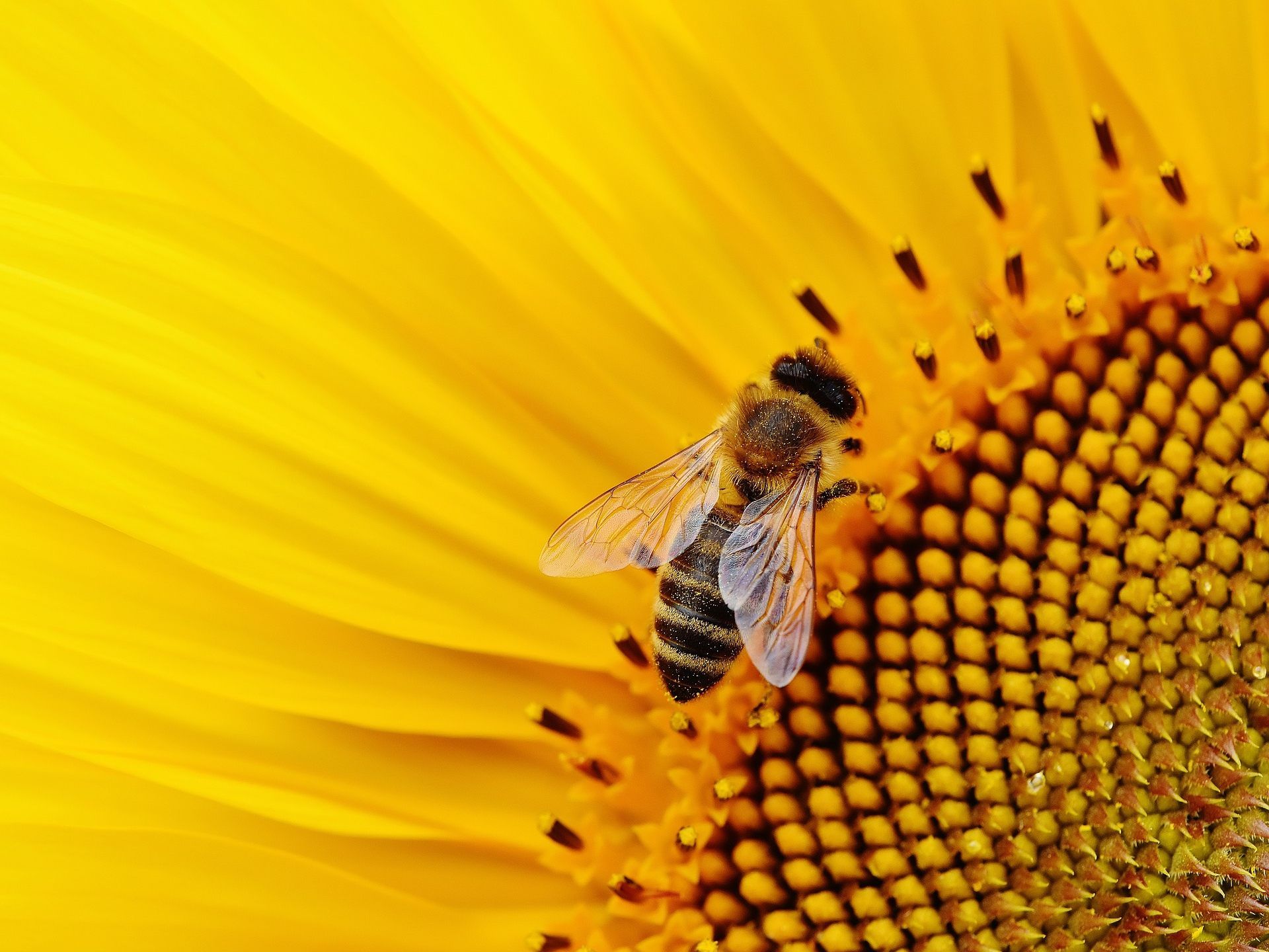 Bienen und Vögel sterben, falls sie diese Pestizide zu sich nehmen.