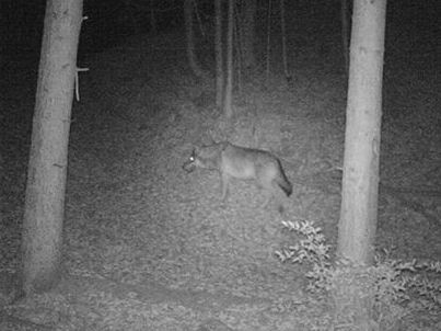 Eine Wildkamera in Klaus hat einen vermeintlichen Wolf aufgenommen. Eine Wildkamera in Klaus hat einen vermeintlichen Wolf aufgenommen.