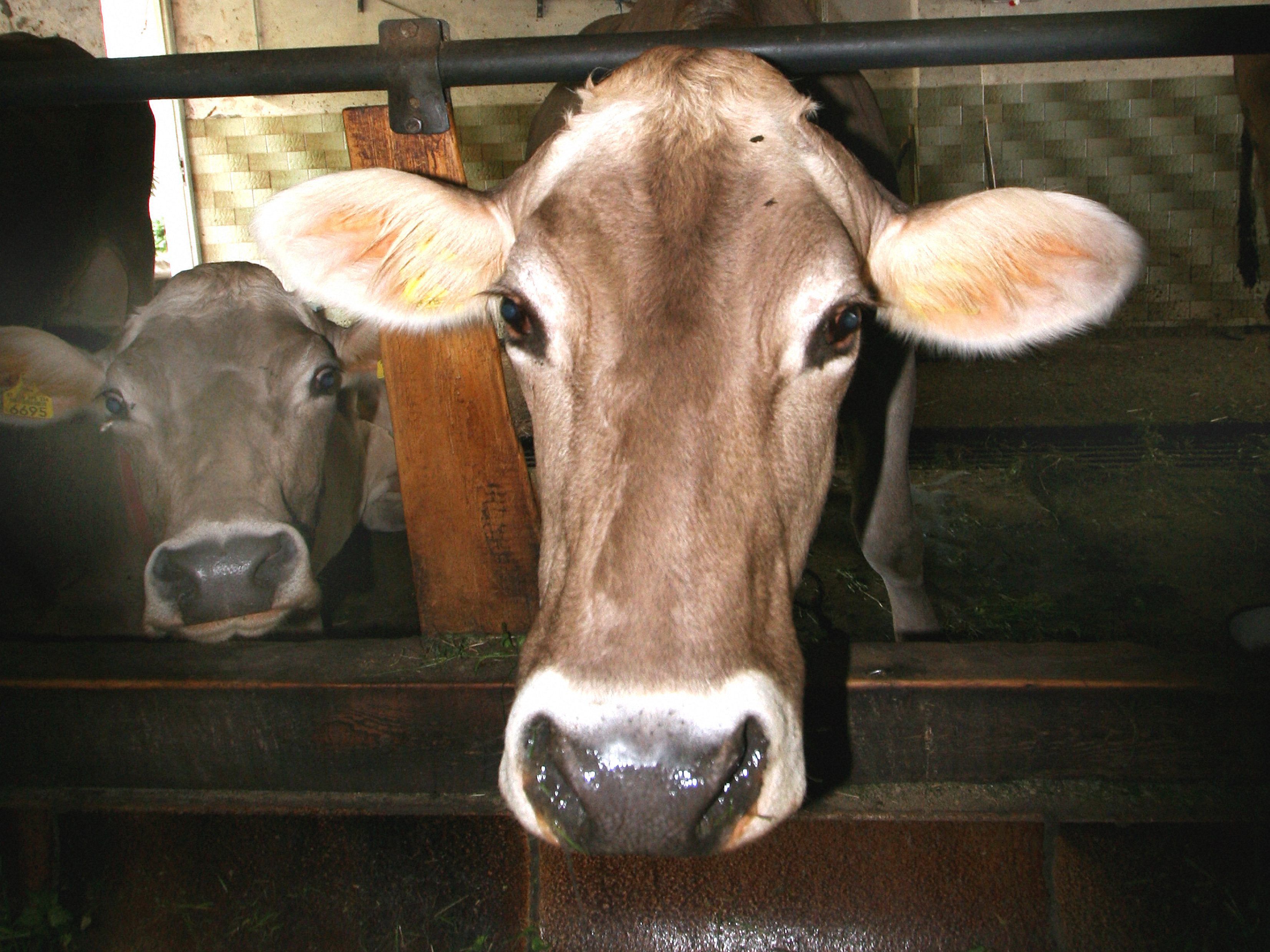 LR Gantner sichert rasche Hilfe aus dem Tiergesundheitsfonds zu