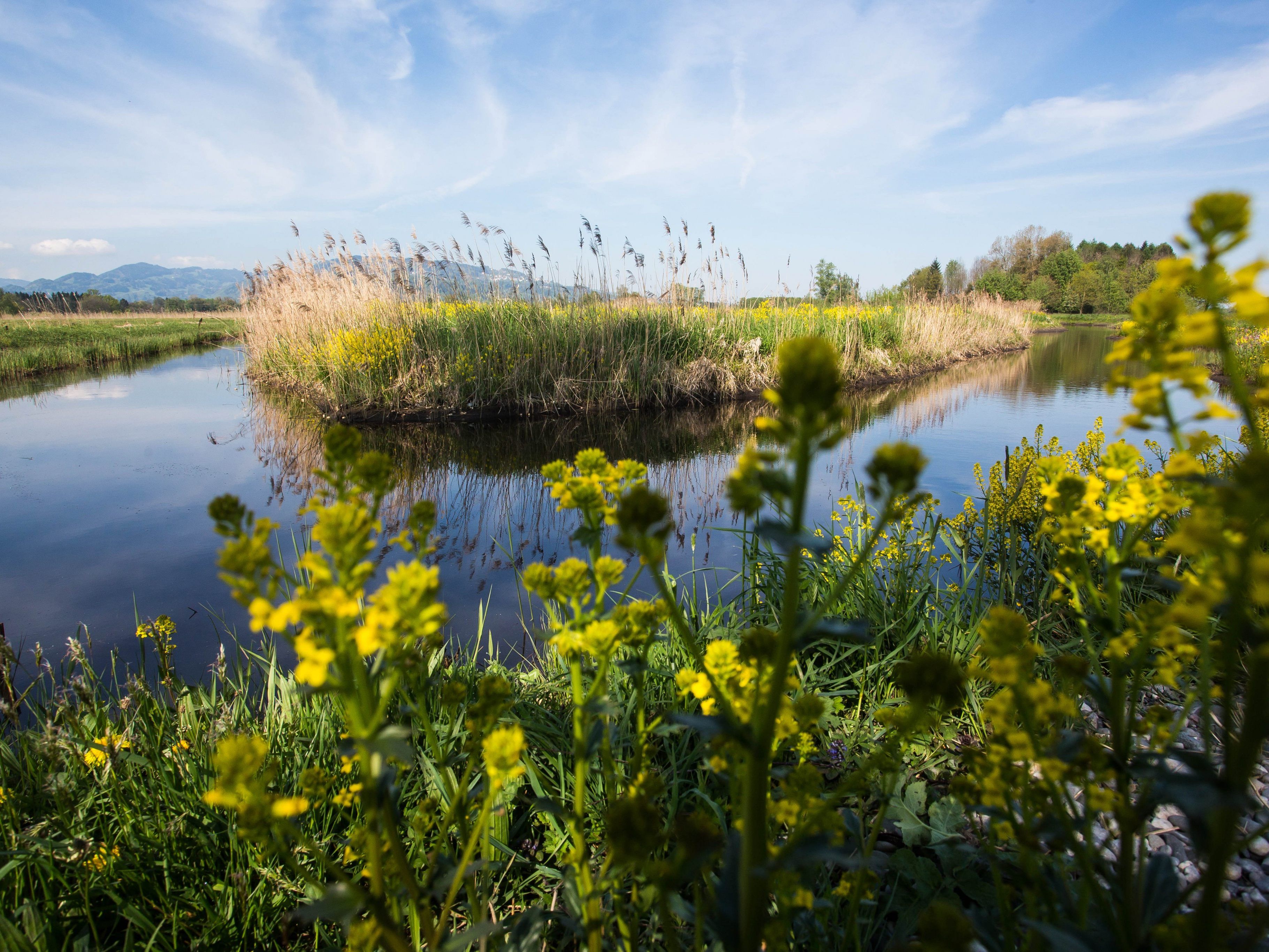 Seit rund 20 Jahren ist das Lauteracher Ried als Landschaftsschutzgebiet geschützt. Seit rund 20 Jahren ist das Lauteracher Ried als Landschaftsschutzgebiet geschützt.