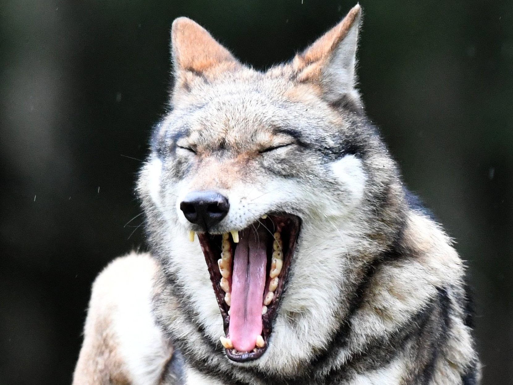 In Liechtenstein wurde ein Wolf gesichtet.