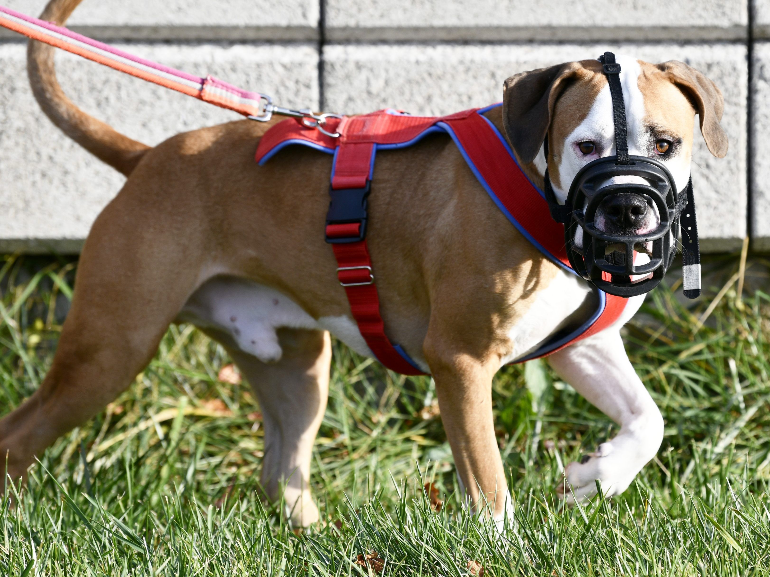 Bei dem Hund soll es sich um einen American Staffordshire Terrier handeln (Symbolbild). Bei dem Hund soll es sich um einen American Staffordshire Terrier handeln (Symbolbild).