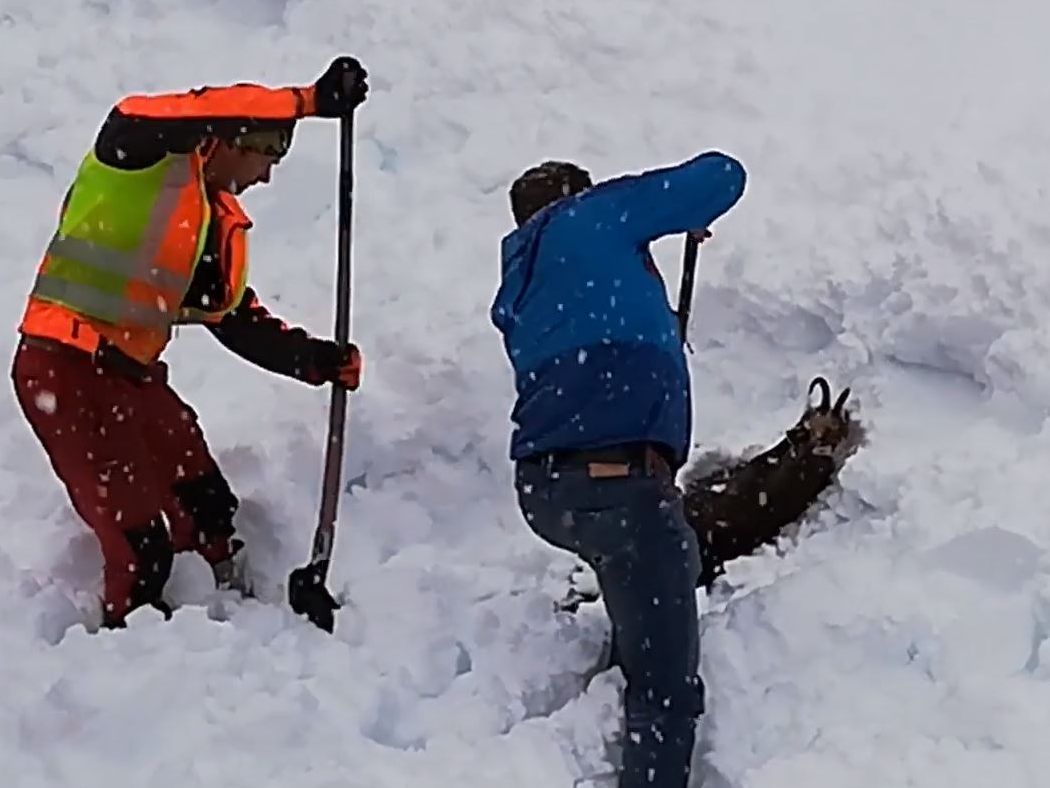 Gams aus Schneemassen gerettet - Tolle rettungsaktion zweier ÖBB-Mitarbeiter in der Steiermark.