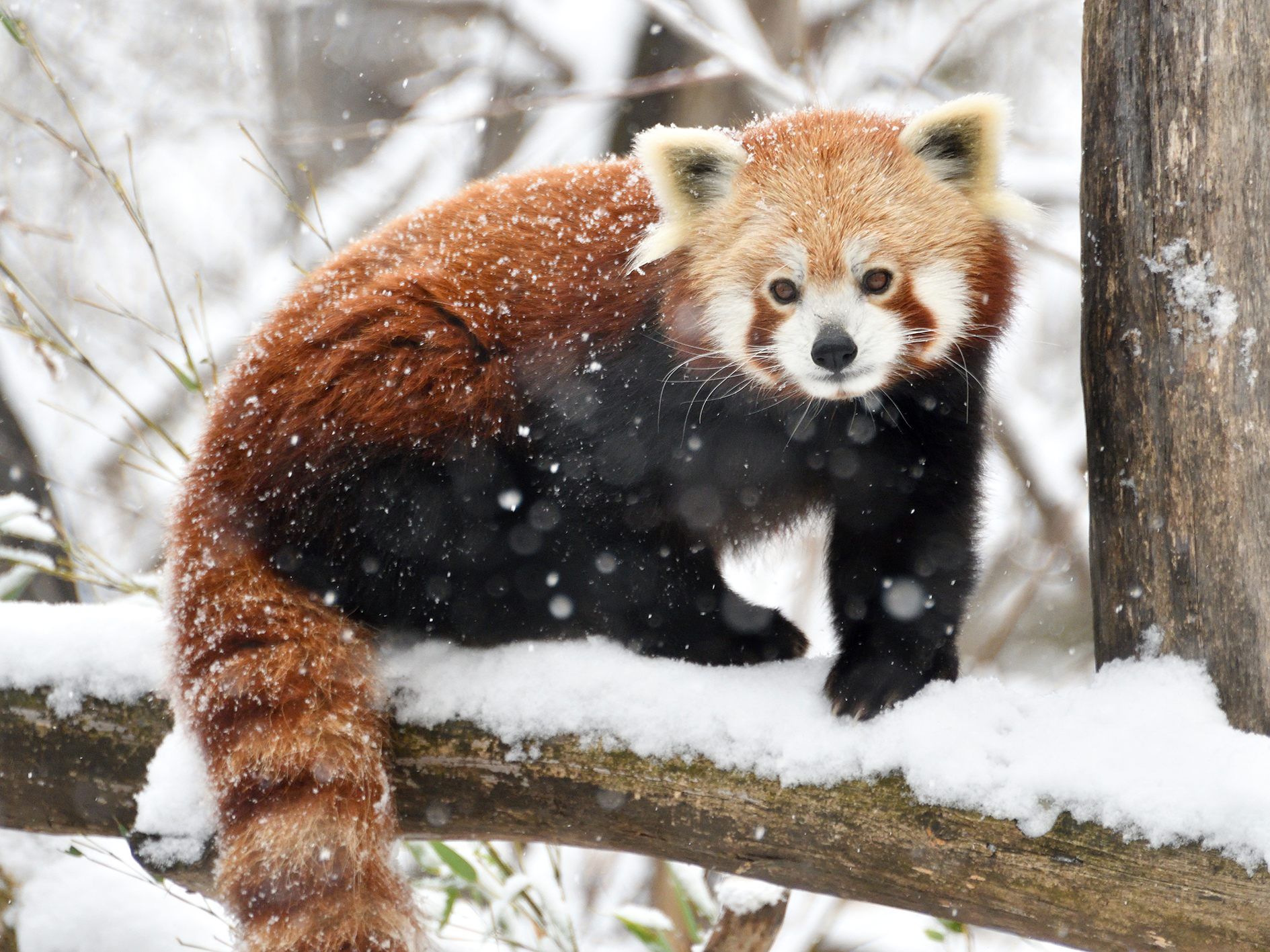 Im Tiergarten Schönbrunn ist das Spielen im Schnee derzeit Pflichtprogramm.