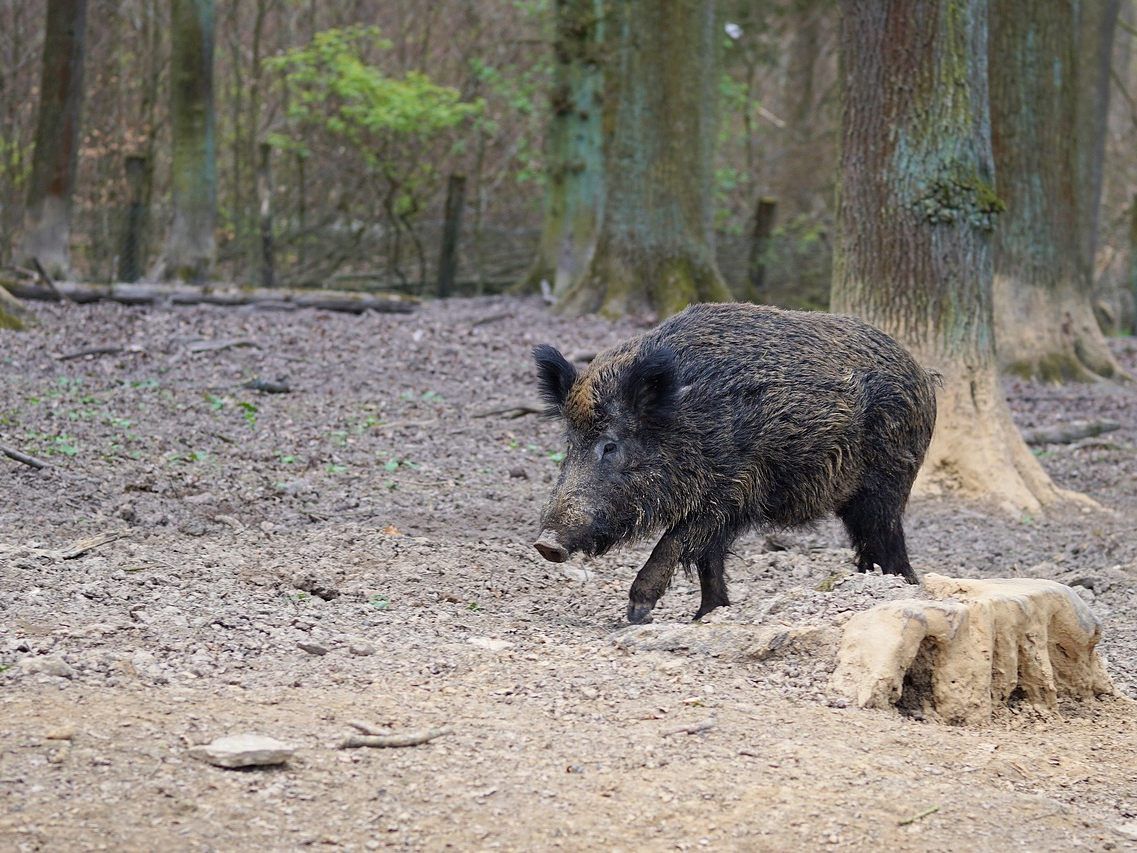 Bei der Wildschweinjagd wurde der Mann verletzt.