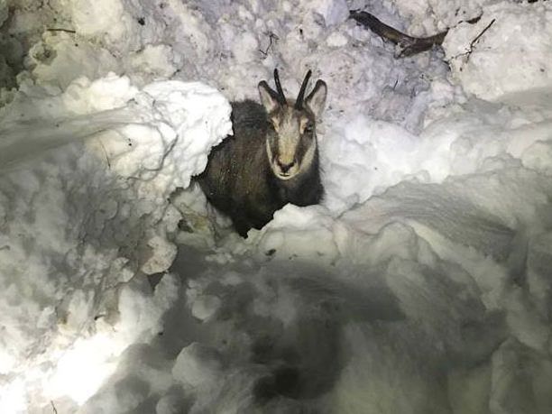 Gams wurde von der Lawine teilverschüttet