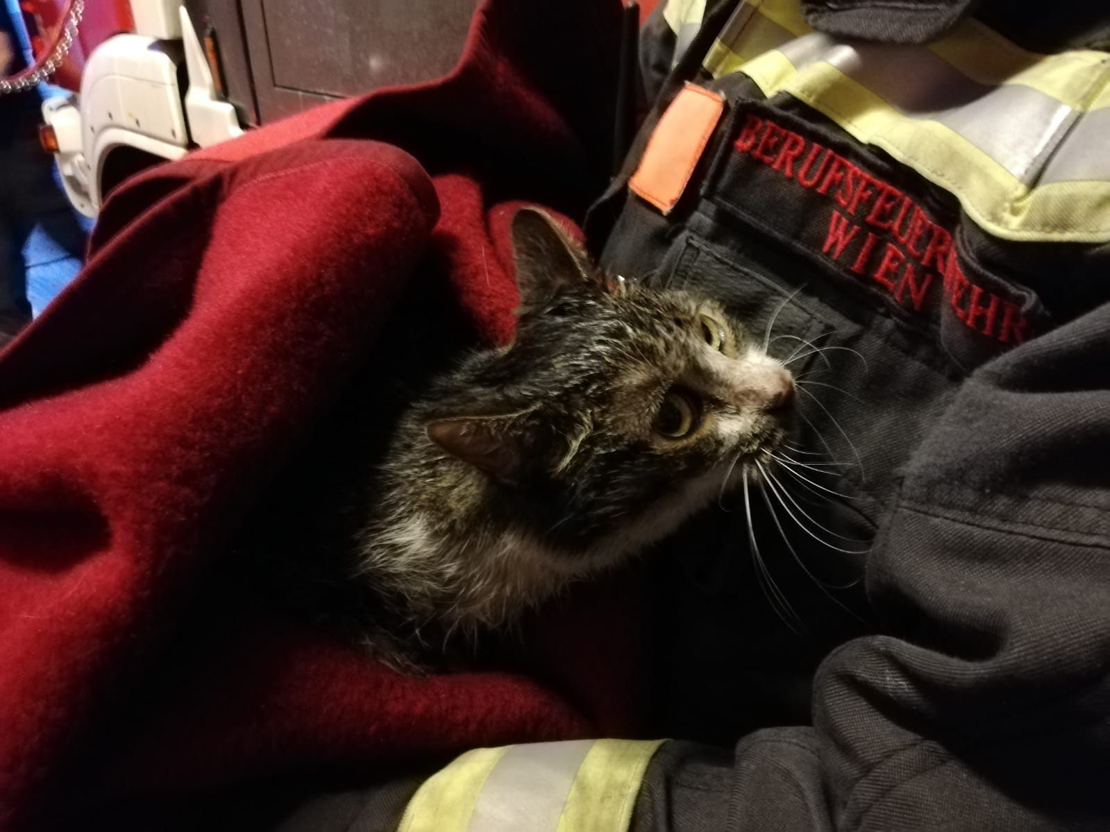 Die Wiener Berufsfeuerwehr konnte eine Katze und deren Herrchen aus der Wohnung retten. Die Wiener Berufsfeuerwehr konnte eine Katze und deren Herrchen aus der Wohnung retten.