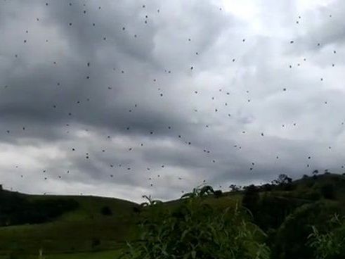 Spinnen fallen einfach vom Himmel.