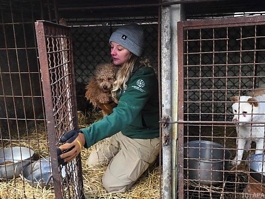 Eine Tierschützerin beim Abholen der Hunde Eine Tierschützerin beim Abholen der Hunde