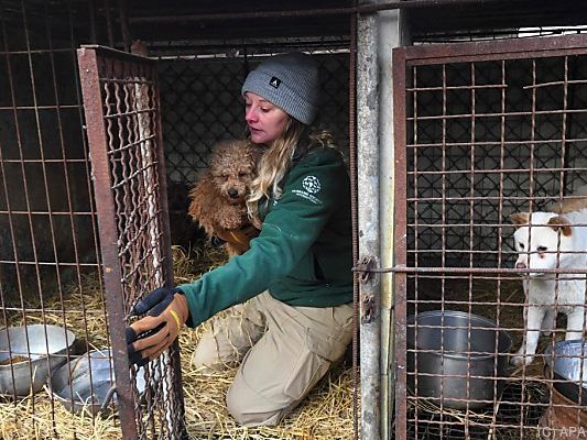 Eine Tierschützerin beim Abholen der Hunde