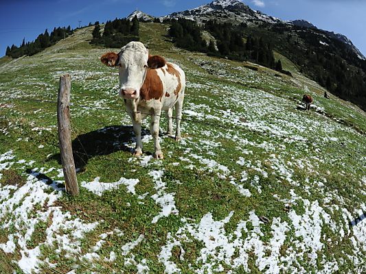 Vor allem Hunde sorgen für Unruhe bei den Tieren