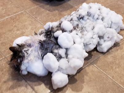 So wurde Katze Fluffy beim Tierarzt eingeliefert. So wurde Katze Fluffy beim Tierarzt eingeliefert.