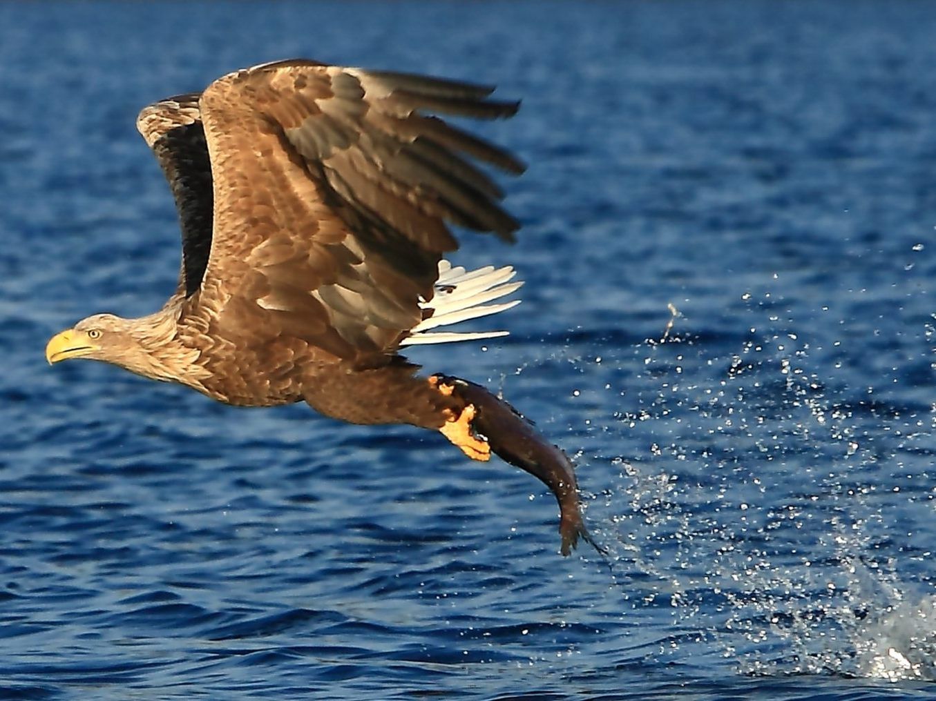 177 Seeadler überwintern diese Saison in Österreich.