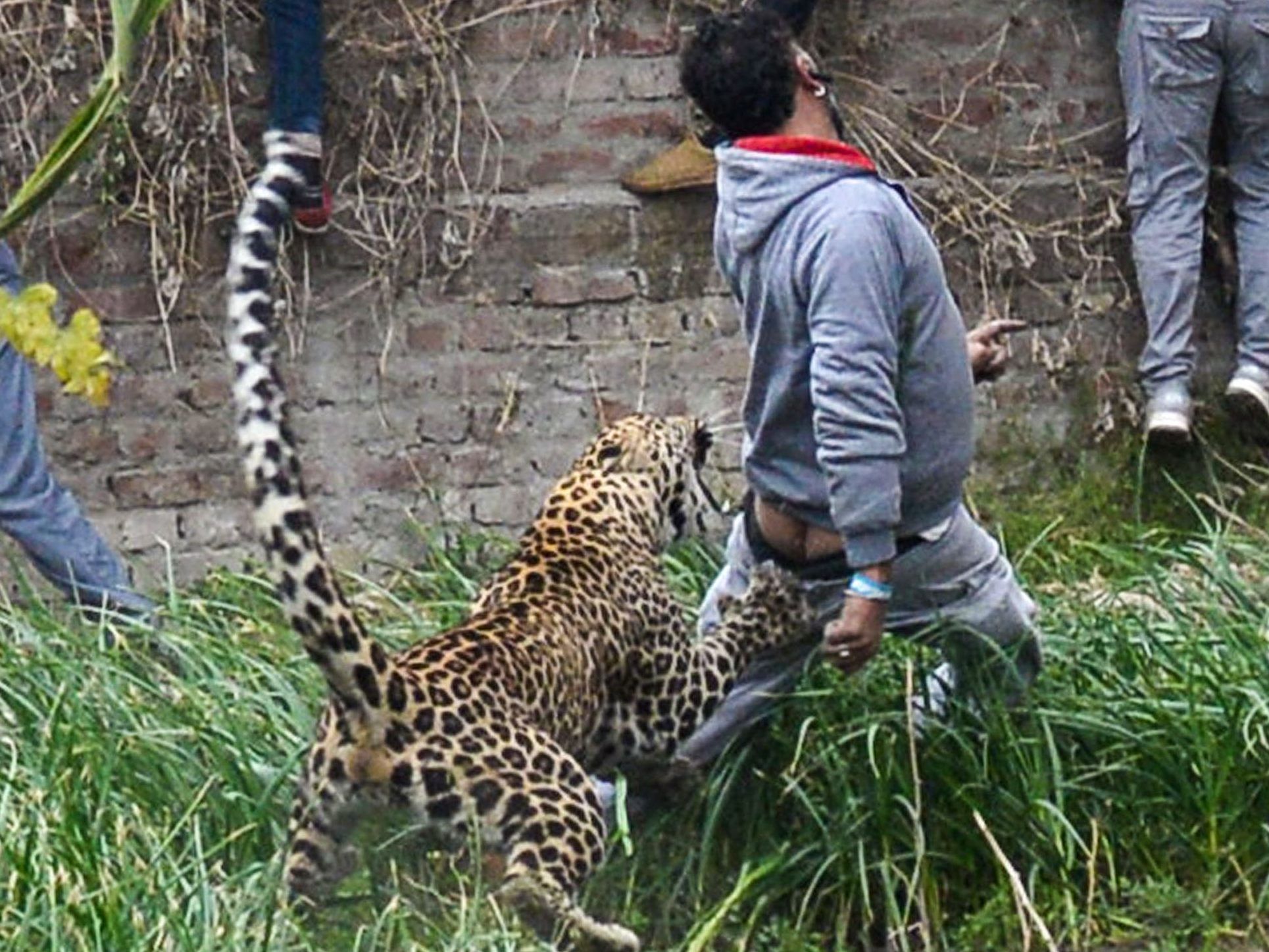 Das Tier machte Jagd auf Schaulustige. Das Tier machte Jagd auf Schaulustige.