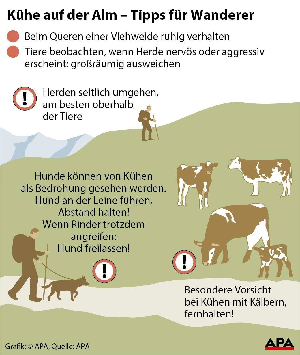 Kühe auf der Alm - Tipps für Wanderer