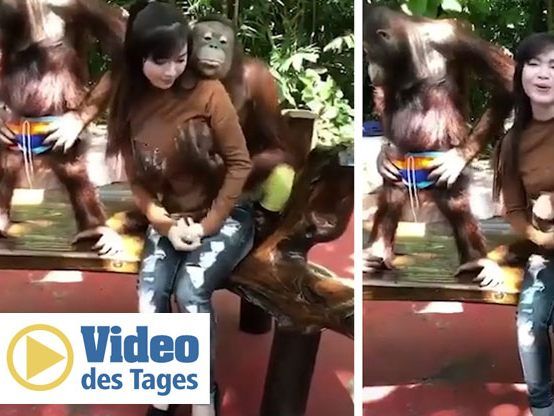 Das kann der Affe aber nur von Menschen gelernt haben.