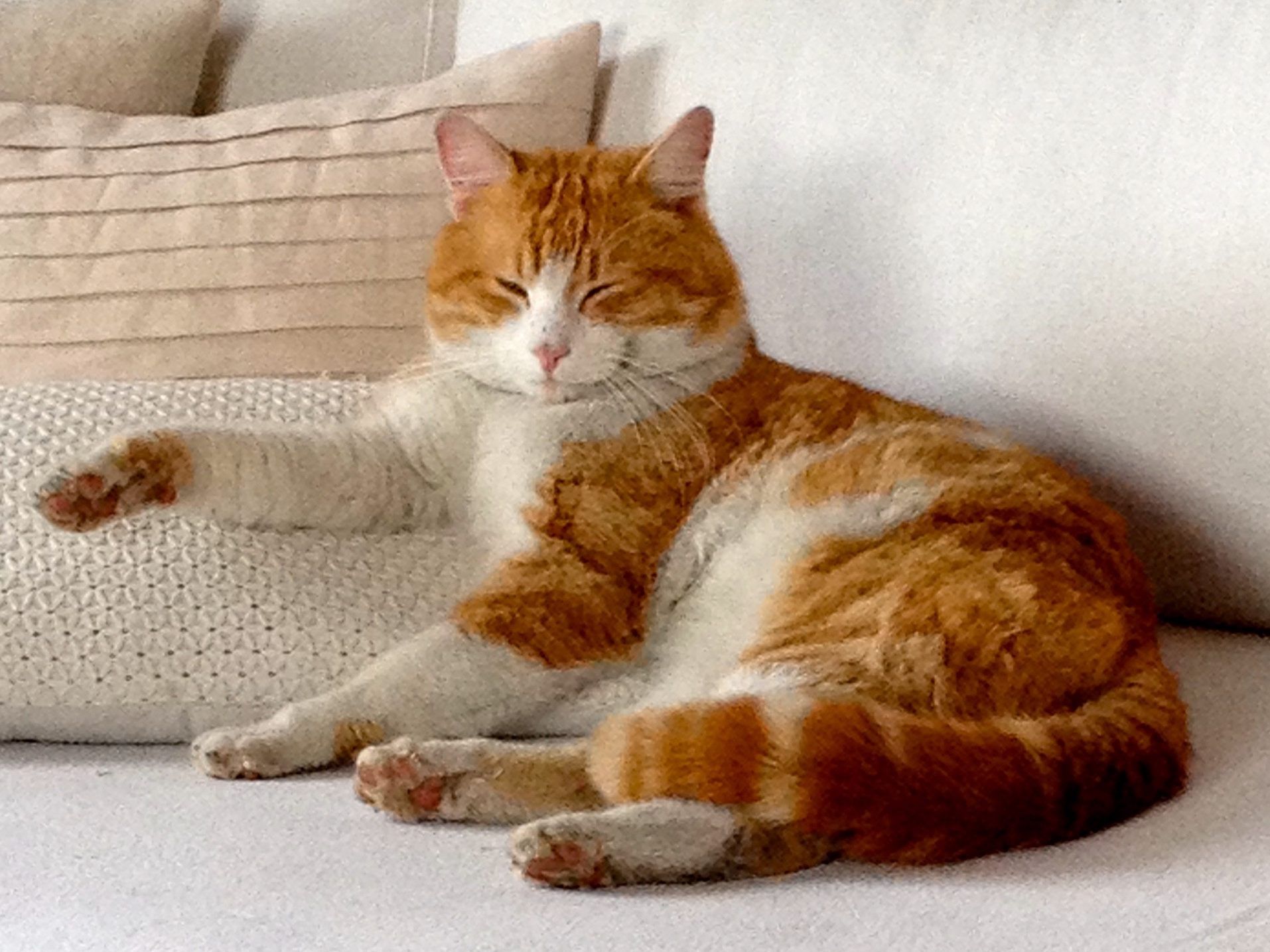 Kater Rossi Röthis