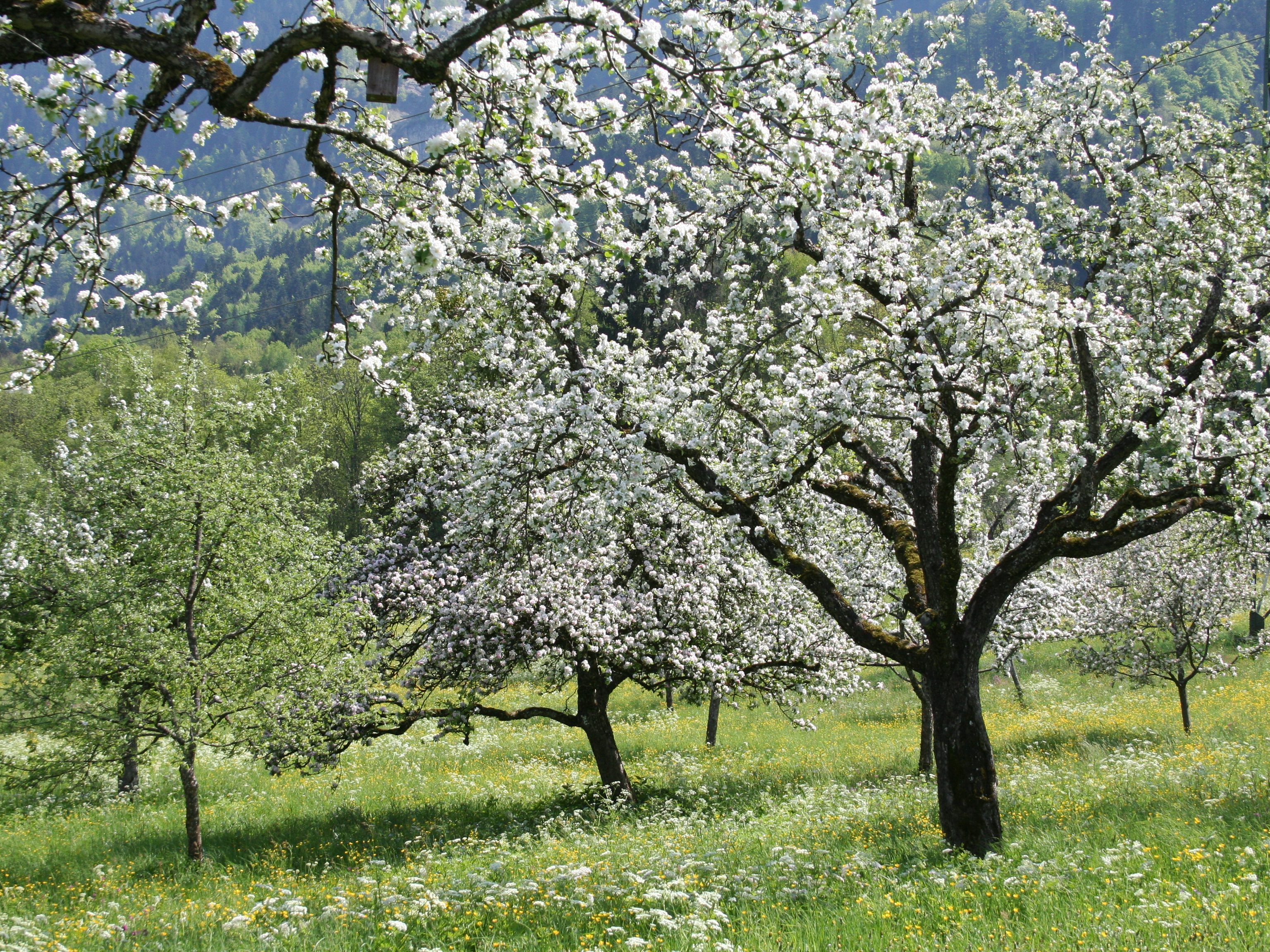 Obstbaum-Wiesen werden immer rarer.