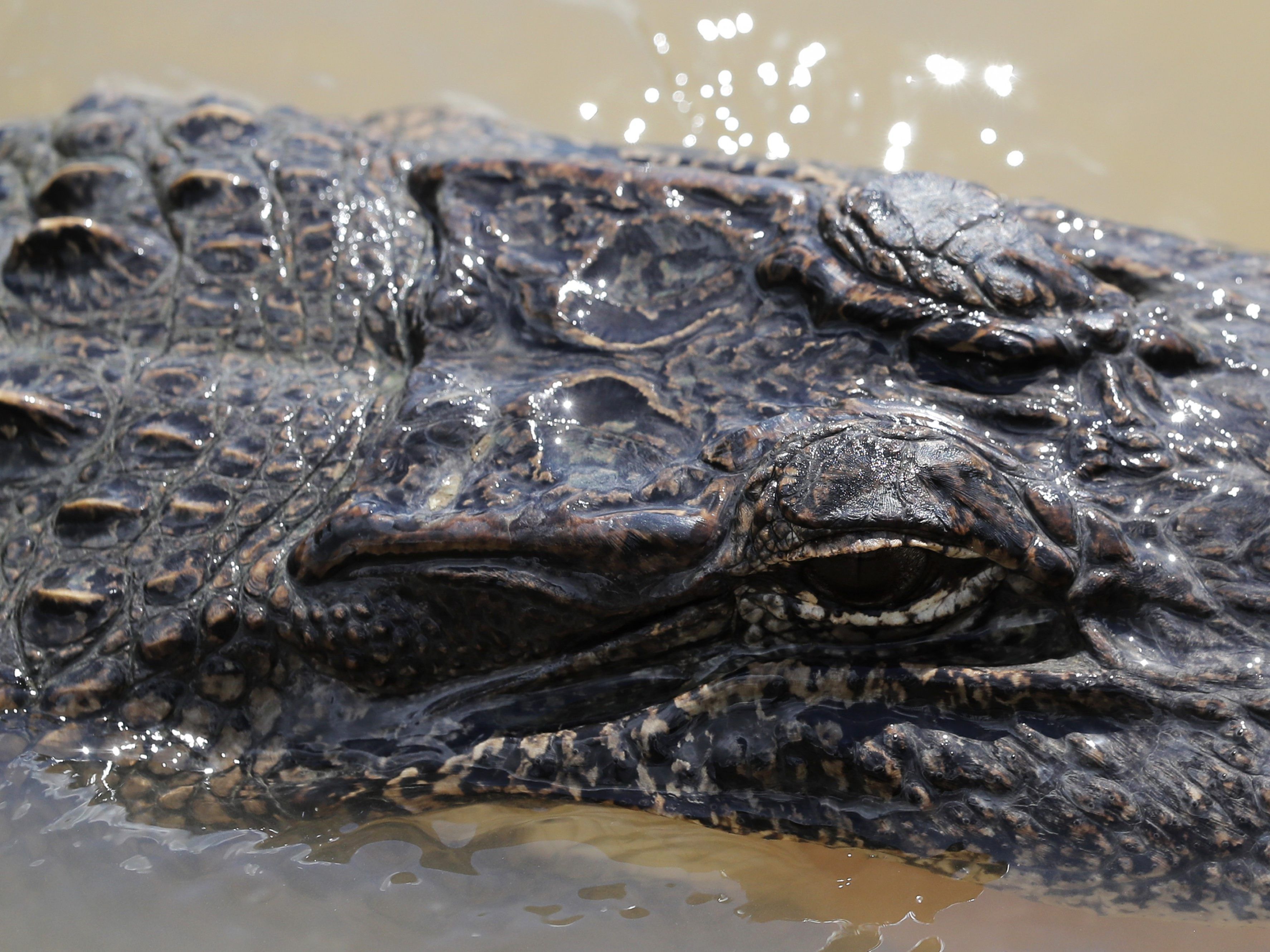 Der Alligator ließ der Python keine Chance.