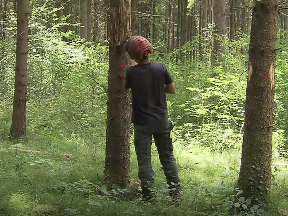 Der Borkenkäfer such Vorarlberg heim.