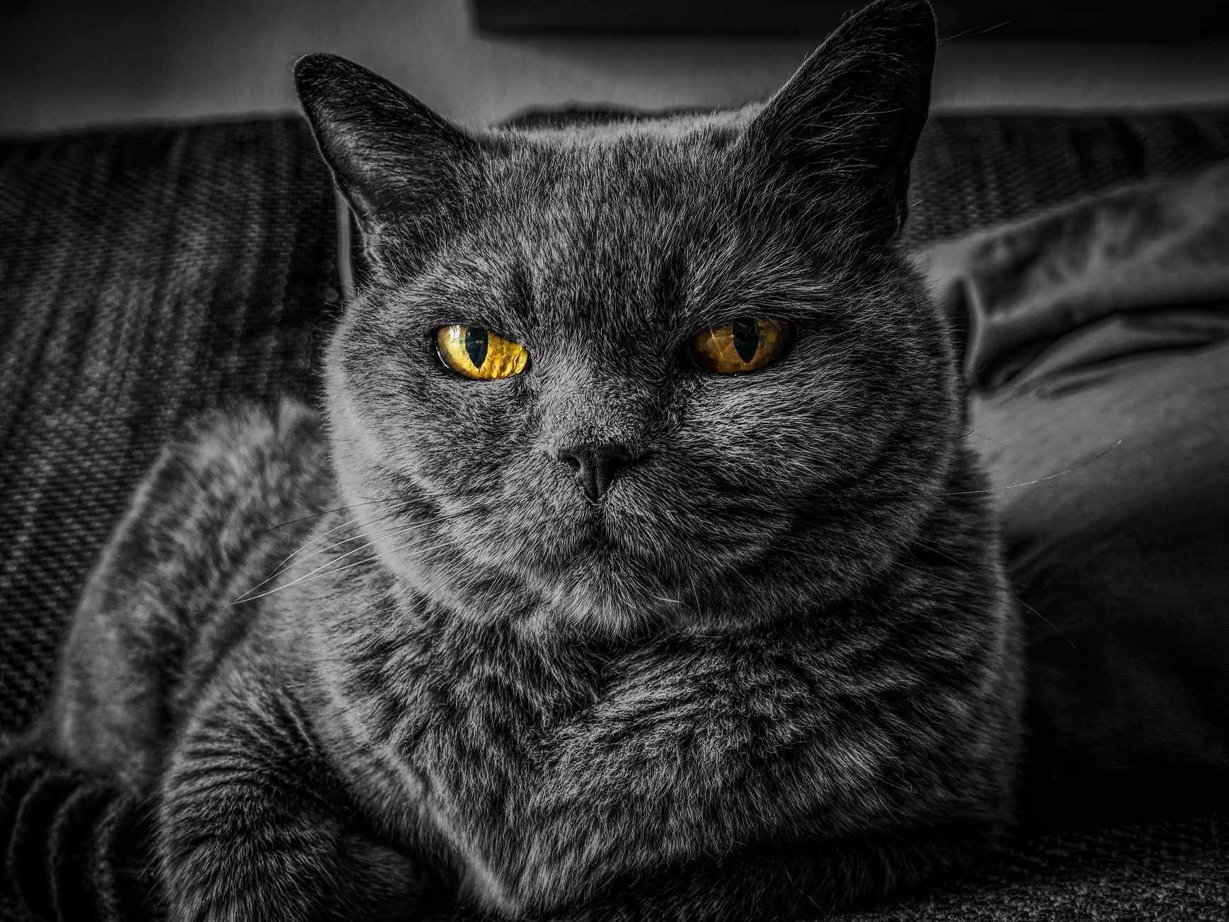 Ein neuer "Mister Black" wird gesucht. Die alte Polizeikatze ist leider verschwunden.