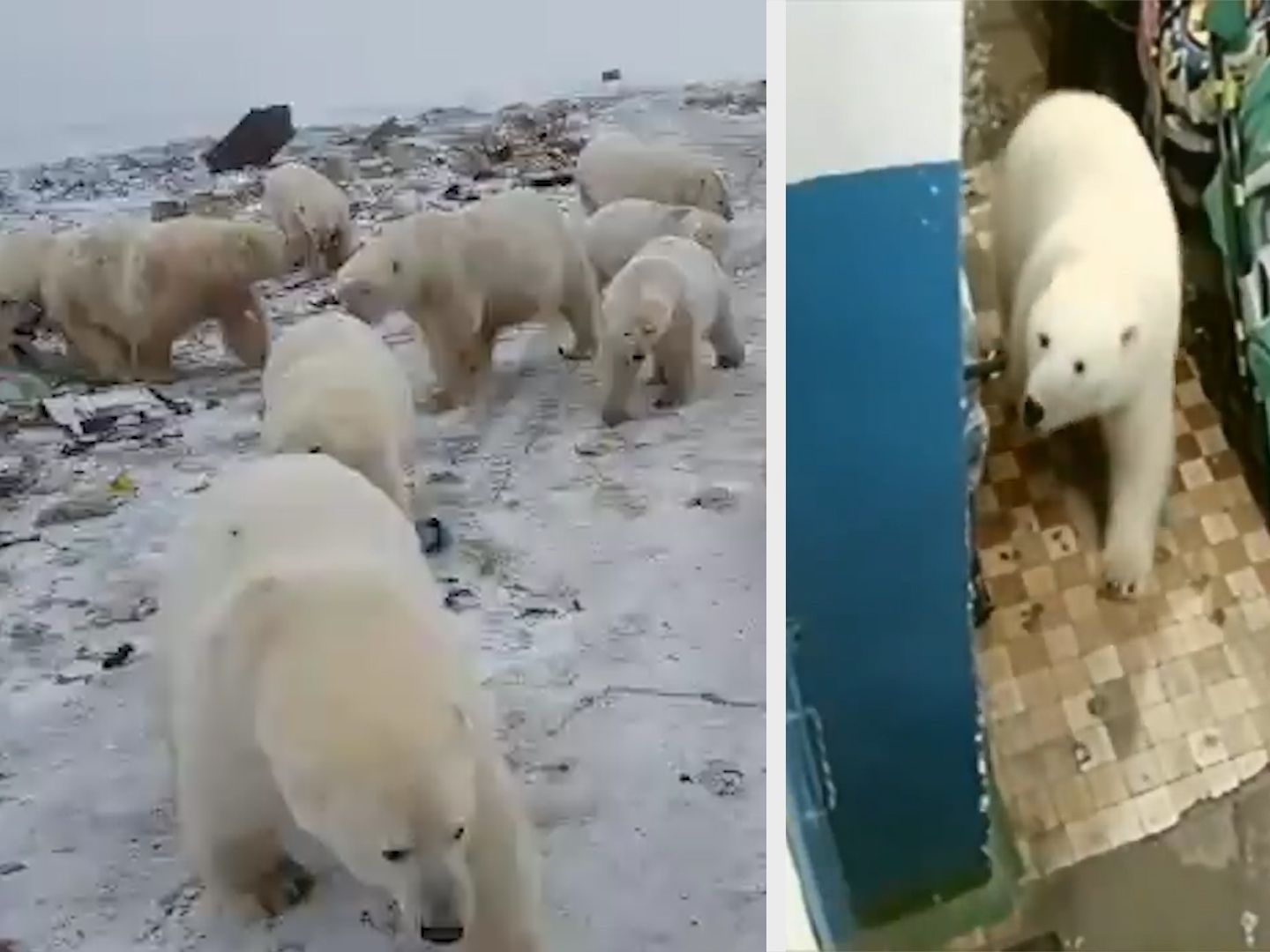Rund 50 Eisbären machten die russische Insel unsicher. Rund 50 Eisbären machten die russische Insel unsicher.