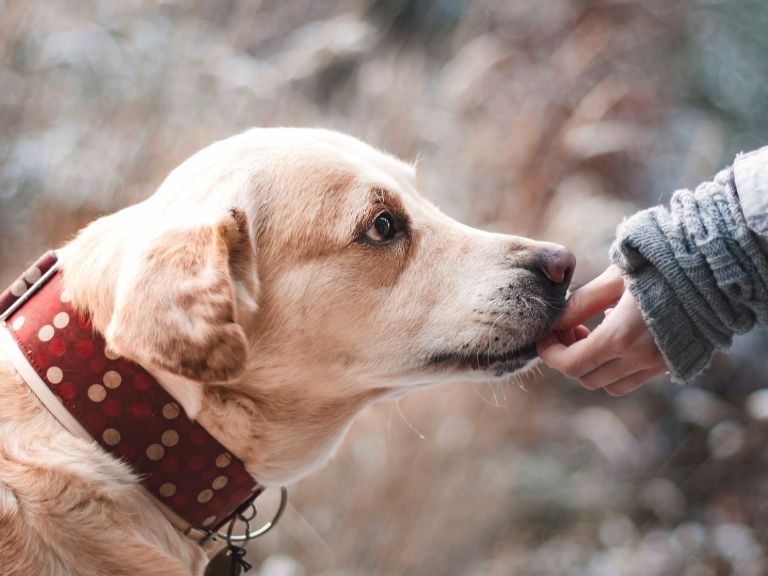 Das sollten Sie tun, wenn ihr Hund Gift gefressen hat. Das sollten Sie tun, wenn ihr Hund Gift gefressen hat.